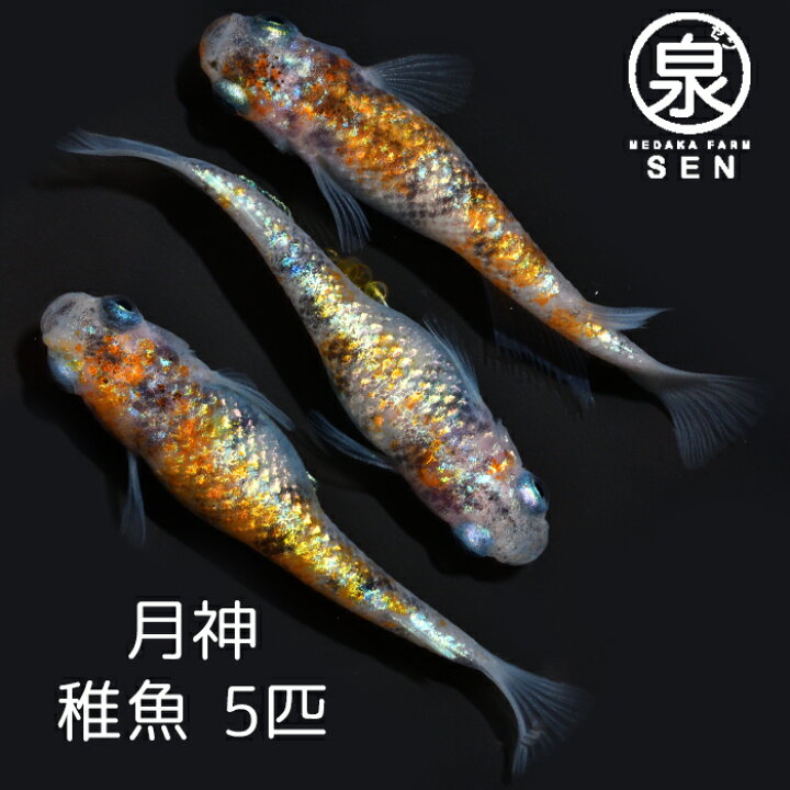 楽天市場 おまけ1匹付 楽天p3倍 月神 稚魚 5匹 送料無料 卵 水槽 メダカ生体 めだか生体 めだか メダカ 生体 ラメ 販売 観賞魚 初心者 品種 種類 セット 人気 ビオトープ 水草 えさ 容器 ラメメダカ メダカファーム泉
