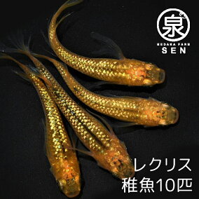 楽天市場 観賞魚 種 観賞魚 メダカ 人気ランキング1位 売れ筋商品