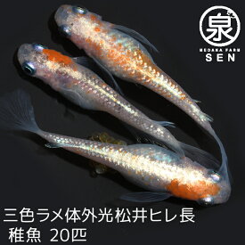 楽天市場 メダカ たまごの通販
