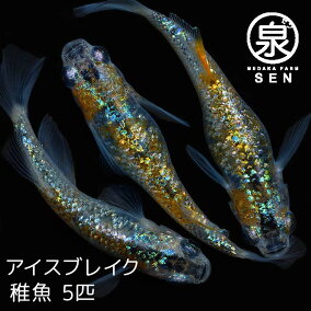 楽天市場 観賞魚 種 観賞魚 メダカ 人気ランキング1位 売れ筋商品