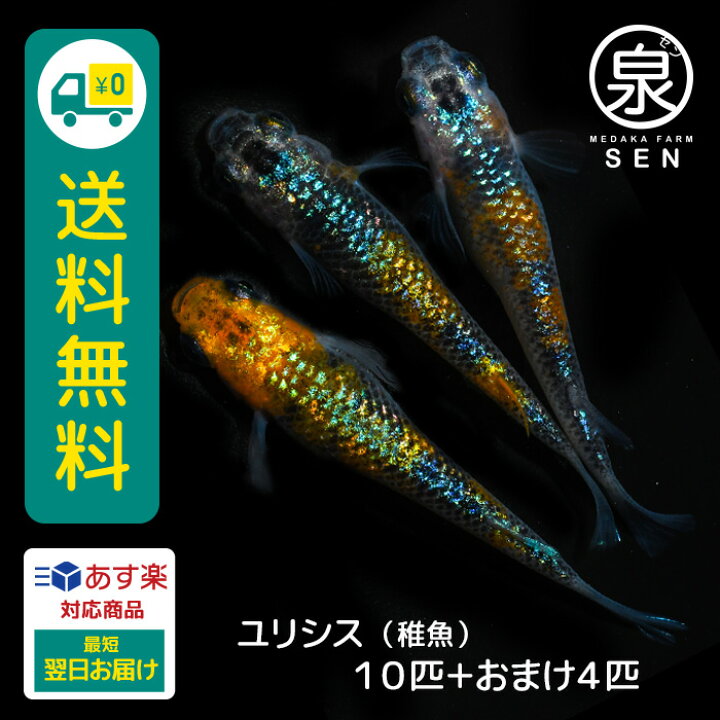 楽天市場 楽天p3倍 おまけ4匹付 高級エサをプレゼント中 メダカ ユリシス 稚魚 10匹 送料無料 卵 水槽 メダカ生体 めだか生体 めだか メダカ 生体 ラメ 販売 観賞魚 初心者 品種 種類 セット 人気 ビオトープ 水草 えさ 容器 ラメメダカ メダカファーム泉