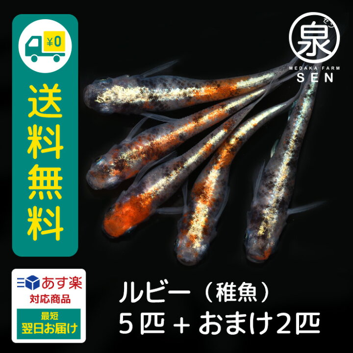 楽天市場】楽天P3倍【おまけ2匹付】高級エサをプレゼント中 メダカ ルビー 稚魚 5匹 送料無料 卵 水槽 メダカ生体 めだか生体 めだか メダカ 生体 ラメ 販売 観賞魚 初心者 品種 種類 セット 人気 ビオトープ 水草 えさ 容器 ラメメダカ : メダカファーム泉 楽天市場】楽天P3倍【おまけ2匹付】高級エサをプレゼント中 メダカ ルビー 稚魚 5匹 送料無料 卵 水槽 メダカ生体 めだか生体 めだか メダカ 生体 ラメ 販売 観賞魚 初心者 品種 種類 セット 人気 ビオトープ 水草 えさ 容器 ラメメダカ : メダカファーム泉