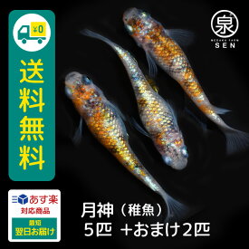 月神 稚魚 5匹+おまけ補償2匹 送料無料 卵 水槽 メダカ生体 めだか生体 めだか メダカ 生体 ラメ 販売 観賞魚 販売生体 品種 種類 セット 人気 水草 メダカ卵 容器