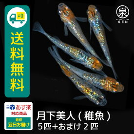 月下美人 稚魚 5匹+おまけ補償2匹 送料無料 卵 水槽 メダカ生体 めだか生体 めだか メダカ 生体 ラメ 販売 観賞魚 販売生体 品種 種類 セット 人気 水草 メダカ卵 容器