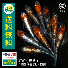 紅灯 稚魚 10匹+おまけ補償4匹 送料無料 卵 水槽 メダカ生体 めだか生体 めだか メダカ 生体 ラメ 販売 観賞魚 販売生体 品種 種類 セット 人気 水草 メダカ卵 容器