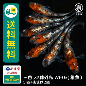 三色ラメ体外光（WI-03） 稚魚 5匹+おまけ補償2匹 送料無料 卵 水槽 メダカ生体 めだか生体 めだか メダカ 生体 ラメ 販売 観賞魚 販売生体 品種 種類 セット 人気 水草 メダカ卵 容器