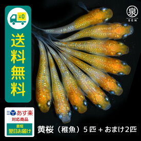 黄桜 稚魚 5匹+おまけ補償2匹 送料無料 卵 水槽 メダカ生体 めだか生体 めだか メダカ 生体 ラメ 販売 観賞魚 販売生体 品種 種類 セット 人気 水草 メダカ卵 容器