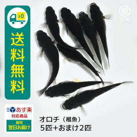 オロチ 稚魚 5匹+おまけ補償2匹 送料無料 卵 水槽 メダカ生体 めだか生体 めだか メダカ 生体 ラメ 販売 観賞魚 販売生体 品種 種類 セット 人気 水草