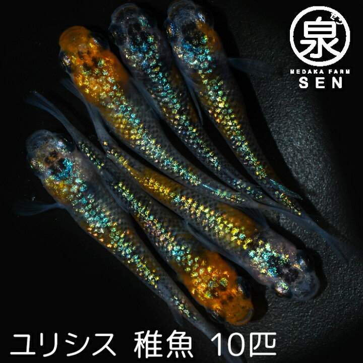 楽天市場 おまけ2匹付 高級エサをプレゼント中 楽天p2倍 メダカ ユリシス 稚魚 10匹 送料無料 卵 水槽 メダカ生体 めだか生体 めだか メダカ 生体 ラメ 販売 観賞魚 初心者 品種 種類 セット 人気 ビオトープ 水草 えさ 容器 ラメメダカ メダカファーム泉