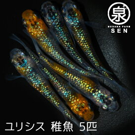 楽天市場 おまけ2匹付 高級エサをプレゼント中 楽天p2倍 メダカ ユリシス 稚魚 10匹 送料無料 卵 水槽 メダカ生体 めだか生体 めだか メダカ 生体 ラメ 販売 観賞魚 初心者 品種 種類 セット 人気 ビオトープ 水草 えさ 容器 ラメメダカ メダカファーム泉