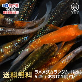 ラメ若魚 めだかランダム 5匹セット +おまけ補償1匹 送料無料 卵 水槽 メダカ生体 めだか生体 ミックスメダカ メダカミックス めだか メダカ 生体 ラメ 販売 観賞魚 販売生体 品種 種類 セット 人気 水草 (wlame)