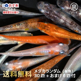 若魚 めだかランダム 30匹セット +おまけ補償6匹 送料無料 卵 水槽 メダカ生体 めだか生体 ミックスメダカ メダカミックス めだか メダカ 生体 ラメ 販売 観賞魚 販売生体 品種 種類 セット 人気 水草 メダカ卵 容器 メダカ泉 (wmr)