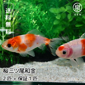 国産 桜三ツ尾和金 2匹 おまけ補償1匹 金魚 自家生産 浜松市当養業飼育 きんぎょ キンギョ ビオトープ 生体販売 観賞魚 飼育