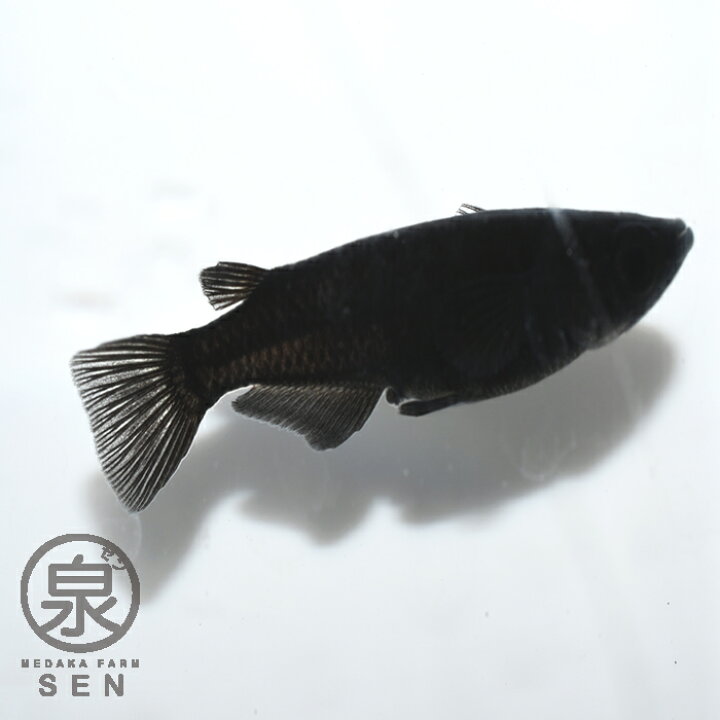 楽天市場】楽天P2倍【おまけ1匹付】 メダカ オロチ 成魚 ランダム 5匹 送料無料 オロチ オロチめだか 卵 水槽 メダカ生体 めだか生体 めだか メダカ 生体 ラメ 販売 観賞魚 初心者 品種 種類 セット 人気 ビオトープ 水草 えさ 容器 ラメメダカ : メダカファーム泉 楽天市場】楽天P2倍【おまけ1匹付】 メダカ オロチ 成魚 ランダム 5匹 送料無料 オロチ オロチめだか 卵 水槽 メダカ生体 めだか生体 めだか メダカ 生体 ラメ 販売 観賞魚 初心者 品種 種類 セット 人気 ビオトープ 水草 えさ 容器 ラメメダカ : メダカファーム泉