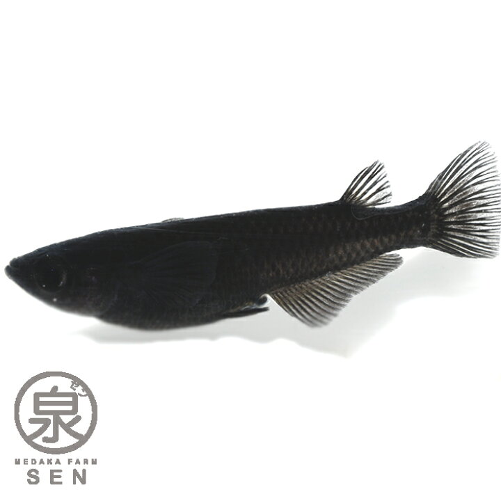 楽天市場】楽天P2倍【おまけ1匹付】 メダカ オロチ 成魚 ランダム 5匹 送料無料 オロチ オロチめだか 卵 水槽 メダカ生体 めだか生体 めだか メダカ 生体 ラメ 販売 観賞魚 初心者 品種 種類 セット 人気 ビオトープ 水草 えさ 容器 ラメメダカ : メダカファーム泉 楽天市場】楽天P2倍【おまけ1匹付】 メダカ オロチ 成魚 ランダム 5匹 送料無料 オロチ オロチめだか 卵 水槽 メダカ生体 めだか生体 めだか メダカ 生体 ラメ 販売 観賞魚 初心者 品種 種類 セット 人気 ビオトープ 水草 えさ 容器 ラメメダカ : メダカファーム泉