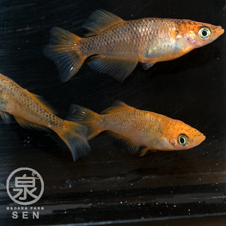 楽天市場 乙姫 成魚 5匹 送料無料 大人 めだか メダカ ラメ 光る おとひめ かわいい 光る かっこいい 初心者 厳選 人気 メダカ女子 メダカファーム泉オリジナル オリジナル 自社生産 富士山 自然 品種改良 改良品種 改良メダカ 人気 メダカファーム泉