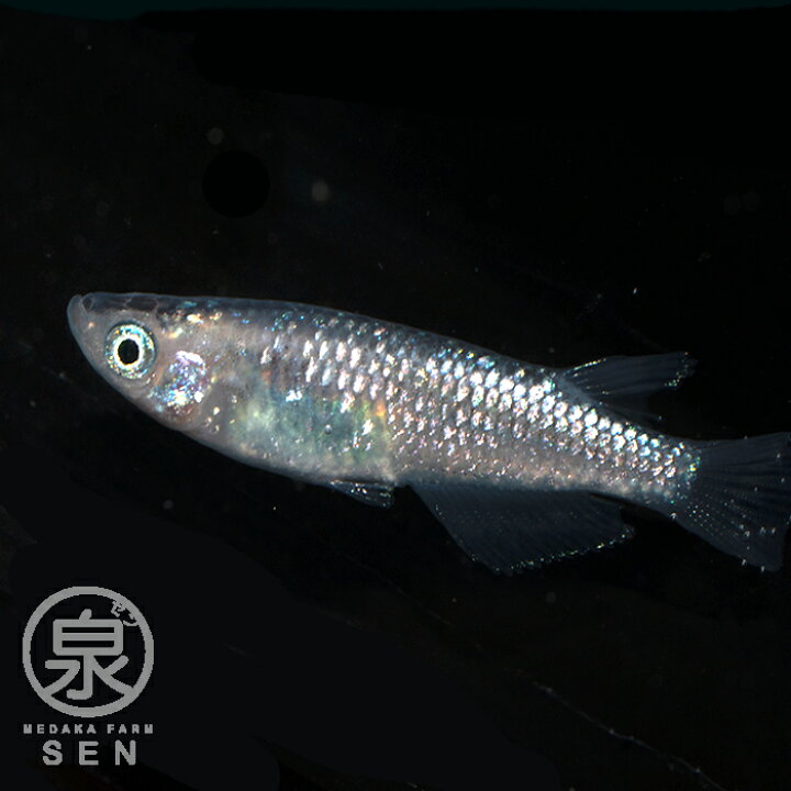 楽天市場 楽天p2倍 夜桜 成魚 2匹 ペア 送料無料 卵 水槽 メダカ生体 めだか生体 めだか メダカ 生体 ラメ 販売 観賞魚 初心者 品種 種類 セット 人気 ビオトープ 水草 えさ 容器 ラメメダカ メダカファーム泉