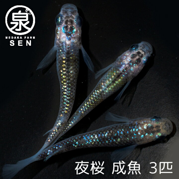 楽天市場 楽天p2倍 夜桜 成魚 3匹 送料無料 卵 水槽 メダカ生体 めだか生体 めだか メダカ 生体 ラメ 販売 観賞魚 初心者 品種 種類 セット 人気 ビオトープ 水草 えさ 容器 ラメメダカ メダカファーム泉