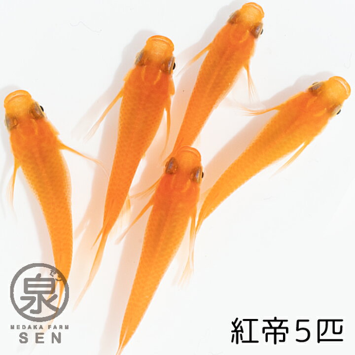 ワンピなど最旬ア メダカ 生体 紅帝 半ダルマ 成魚 10匹 送料無料 F めだか めだか生体 メダカ生体 種類 水槽 卵 水草 人気 飼育 容器 Shipsctc Org