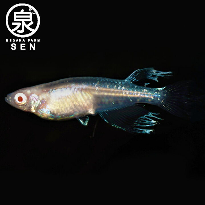 楽天市場 おまけ3匹付 高級エサをプレゼント中 楽天p5倍 龍の瞳 成魚 ランダム 15匹 送料無料 めだか メダカ ラメ 光る 龍 瞳 光る 初心者 人気 観賞魚 卵 水槽 ビオトープ 人気 メダカファーム泉
