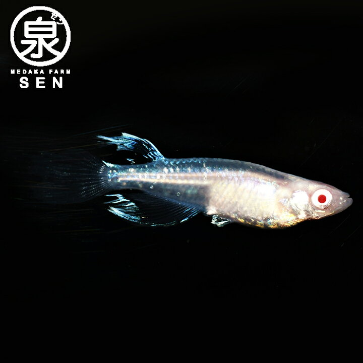 楽天市場 おまけ3匹付 高級エサをプレゼント中 楽天p5倍 龍の瞳 成魚 メス８オス７ １５匹 送料無料 めだか メダカ ラメ 光る 龍 瞳 光る 初心者 人気 観賞魚 卵 水槽 ビオトープ 人気 メダカファーム泉