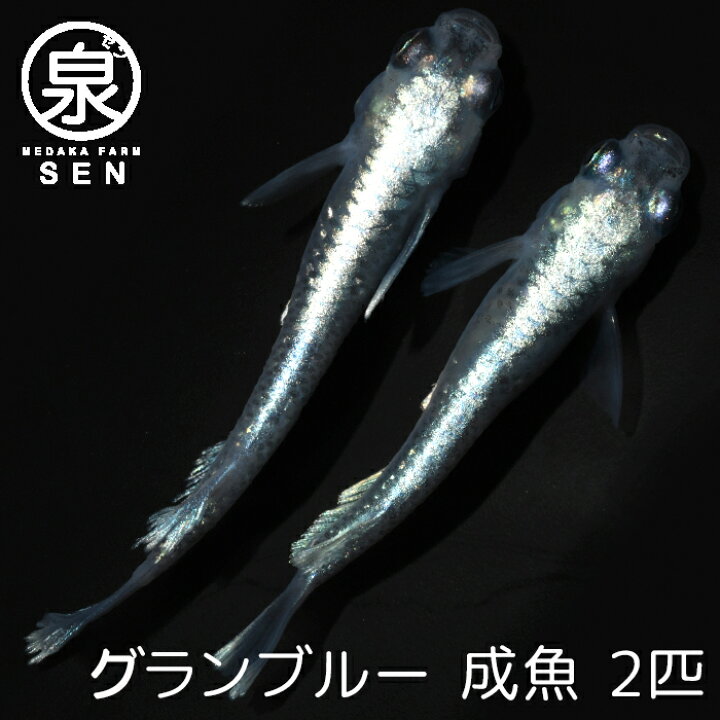 楽天市場 楽天p2倍 グランブルー 成魚 2匹 ペア 送料無料 卵 水槽 メダカ生体 めだか生体 めだか メダカ 生体 ラメ 販売 観賞魚 初心者 品種 種類 セット 人気 ビオトープ 水草 えさ 容器 ラメメダカ メダカファーム泉 楽天市場 楽天p2倍 グランブルー 成魚 2匹 ペア 送料無料 卵 水槽 メダカ生体 めだか生体 めだか メダカ 生体 ラメ 販売 観賞魚 初心者 品種 種類 セット 人気 ビオトープ 水草 えさ 容器 ラメメダカ メダカファーム泉