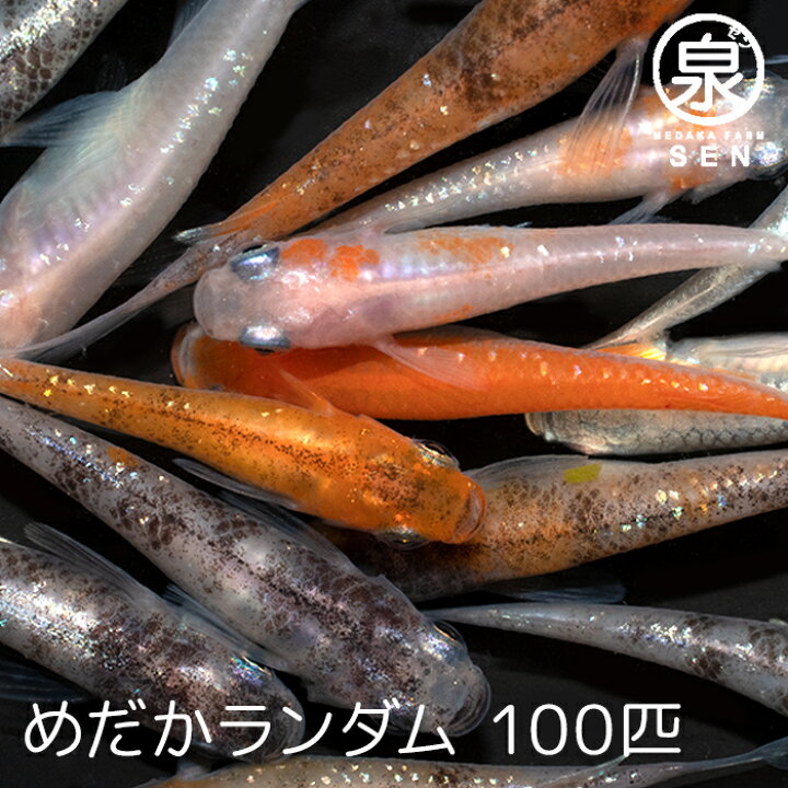 楽天市場】高級エサをプレゼント中 楽天P2倍 めだかランダム100匹 送料無料 卵 水槽 メダカ生体 めだか生体 めだか メダカ 生体 ラメ 販売 ミックス ミックスメダカ 観賞魚 初心者 品種 種類 セット 人気 ビオトープ 水草 えさ 容器 ラメメダカ : メダカファーム泉 楽天市場】高級エサをプレゼント中 楽天P2倍 めだかランダム100匹 送料無料 卵 水槽 メダカ生体 めだか生体 めだか メダカ 生体 ラメ 販売 ミックス ミックスメダカ 観賞魚 初心者 品種 種類 セット 人気 ビオトープ 水草 えさ 容器 ラメメダカ : メダカファーム泉