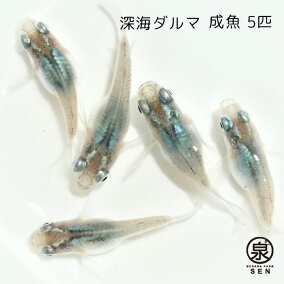 楽天市場 観賞魚 種 観賞魚 メダカ 人気ランキング1位 売れ筋商品