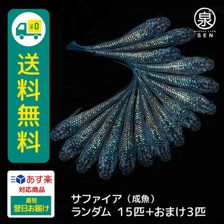 楽天市場 楽天p5倍 おまけ3匹付 高級エサをプレゼント中 サファイア 成魚 ランダム 15匹 送料無料 卵 水槽 メダカ生体 めだか生体 めだか メダカ 生体 ラメ 販売 観賞魚 初心者 品種 種類 セット 人気 ビオトープ 水草 えさ 容器 ラメメダカ メダカファーム泉