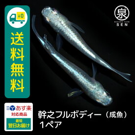 幹之フルボディー 成魚 1ペア 送料無料 卵 水槽 メダカ生体 めだか生体 めだか メダカ 生体 ラメ 販売 観賞魚 販売生体 品種 種類 セット 人気 水草 メダカ卵 容器