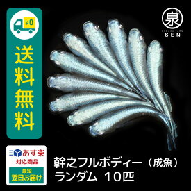 幹之フルボディー 成魚 ランダム 10匹 +おまけ補償2匹 送料無料 卵 水槽 メダカ生体 めだか生体 めだか メダカ 生体 ラメ 販売 観賞魚 販売生体 品種 種類 セット 人気 水草 メダカ卵 容器