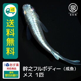 幹之フルボディー 成魚 オス1匹 送料無料 卵 水槽 メダカ生体 めだか生体 めだか メダカ 生体 ラメ 販売 観賞魚 販売生体 品種 種類 セット 人気 水草 メダカ卵 容器