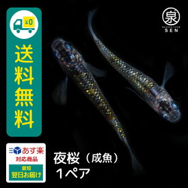 夜桜 成魚 1ペア 送料無料 卵 水槽 メダカ生体 めだか生体 めだか メダカ 生体 ラメ 販売 観賞魚 販売生体 品種 種類 セット 人気 水草 メダカ卵 容器