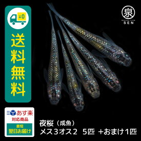 夜桜 成魚 メス3オス2 5匹 +おまけ補償1匹 送料無料 卵 水槽 メダカ生体 めだか生体 めだか メダカ 生体 ラメ 販売 観賞魚 販売生体 品種 種類 セット 人気 水草 メダカ卵 容器