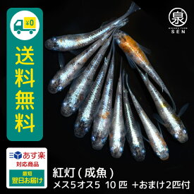 紅灯 成魚 メス5オス5 10匹 +おまけ補償2匹 送料無料 卵 水槽 メダカ生体 めだか生体 めだか メダカ 生体 ラメ 販売 観賞魚 販売生体 品種 種類 セット 人気 水草 メダカ卵 容器