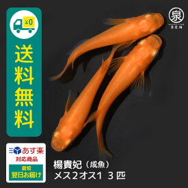 楊貴妃 成魚 メス2オス1 3匹 送料無料 卵 水槽 メダカ生体 めだか生体 めだか メダカ 生体 ラメ 販売 観賞魚 販売生体 品種 種類 セット 人気 水草 メダカ卵 容器