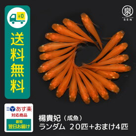 楊貴妃 成魚 ランダム 20匹 +おまけ補償4匹 送料無料 卵 水槽 メダカ生体 めだか生体 めだか メダカ 生体 ラメ 販売 観賞魚 販売生体 品種 種類 セット 人気 水草 メダカ卵 容器