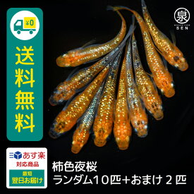 柿色夜桜 成魚 ランダム 10匹 +おまけ補償2匹 送料無料 卵 水槽 メダカ生体 めだか生体 めだか メダカ 生体 ラメ 販売 観賞魚 販売生体 品種 種類 セット 人気 水草