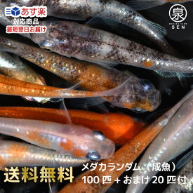 若魚 めだかランダム 100匹セット +おまけ補償20匹 送料無料 卵 水槽 メダカ生体 めだか生体 ミックスメダカ メダカミックス めだか メダカ 生体 ラメ 販売 観賞魚 販売生体 品種 種類 セット 人気 水草 (wmr)