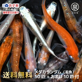 若魚 めだかランダム 50匹セット +おまけ補償10匹 送料無料 卵 水槽 メダカ生体 めだか生体 ミックスメダカ メダカミックス めだか メダカ 生体 ラメ 販売 観賞魚 販売生体 品種 種類 セット 人気 水草 (wmr)