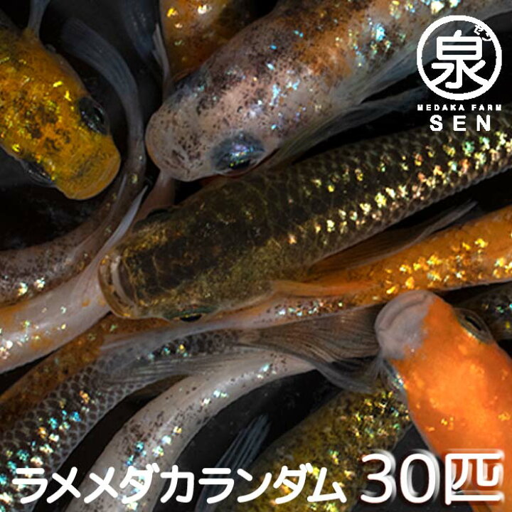 楽天市場 おまけ6匹付 楽天p2倍 ラメ若魚めだかランダム30匹セット 送料無料 卵 水槽 メダカ生体 めだか生体 ミックスメダカ メダカミックス めだか メダカ 生体 ラメ 販売 観賞魚 初心者 品種 種類 セット 人気 ビオトープ 水草 えさ 容器 ラメメダカ メダカ 楽天市場 おまけ6匹付 楽天p2倍 ラメ若魚めだかランダム30匹セット 送料無料 卵 水槽 メダカ生体 めだか生体 ミックスメダカ メダカミックス めだか メダカ 生体 ラメ 販売 観賞魚 初心者 品種 種類 セット 人気 ビオトープ 水草 えさ 容器 ラメメダカ メダカ