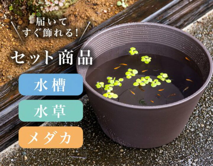楽天市場 楽天p2倍 鉢 ブラウン メダカ 水草セット 送料無料 卵 水槽 メダカ生体 めだか生体 めだか メダカ 生体 ラメ 販売 観賞魚 初心者 品種 種類 セット 人気 ビオトープ 水草 えさ 容器 ラメメダカ メダカファーム泉