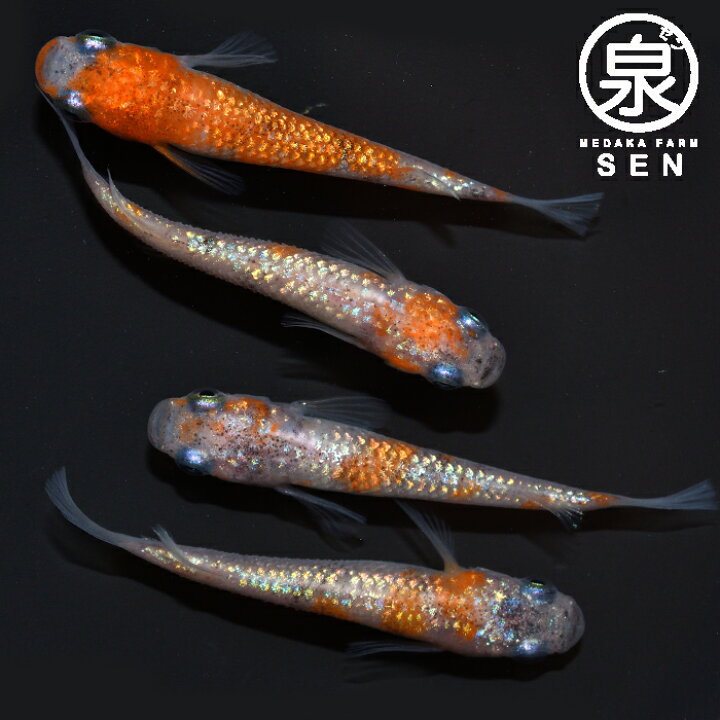 激安アウトレット メダカ 生体 サボテン松井鰭長 成魚 1ペア サ 3 送料無料 S めだか めだか生体 メダカ生体 種類 水槽 卵 水草 Shipsctc Org