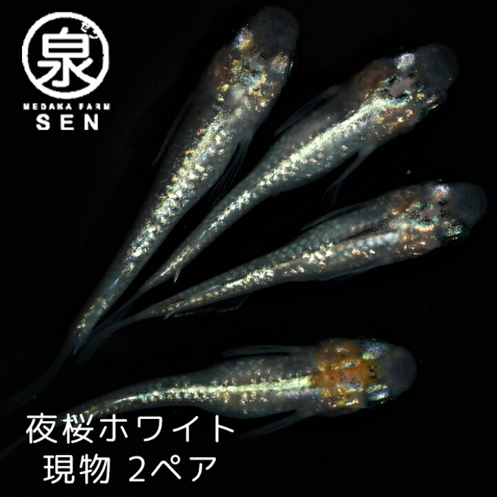 楽天市場】親魚候補 楽天P2倍 現物 夜桜ホワイト 成魚 2ペア テ-6 送料無料 卵 水槽 メダカ生体 めだか生体 めだか メダカ 生体 ラメ 販売 観賞魚 初心者 品種 種類 セット 人気 ビオトープ 水草 えさ 容器 ラメメダカ : メダカファーム泉 楽天市場】親魚候補 楽天P2倍 現物 夜桜ホワイト 成魚 2ペア テ-6 送料無料 卵 水槽 メダカ生体 めだか生体 めだか メダカ 生体 ラメ 販売 観賞魚 初心者 品種 種類 セット 人気 ビオトープ 水草 えさ 容器 ラメメダカ : メダカファーム泉