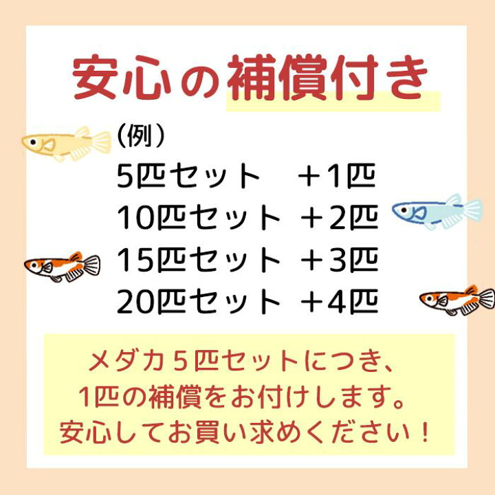 14周年記念イベントが 水槽 F めだか生体 生体 種類 飼育 めだか メダカ 人気 卵