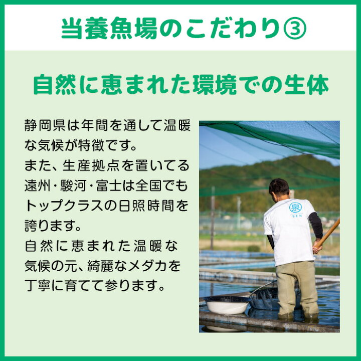 楽天市場 おまけ2匹付 楽天p2倍 ラメめだかランダム１０匹セット 送料無料 卵 水槽 メダカ生体 めだか生体 ミックスメダカ メダカミックス めだか メダカ 生体 ラメ 販売 観賞魚 初心者 品種 種類 セット 人気 ビオトープ 水草 えさ 容器 ラメメダカ メダカファーム泉