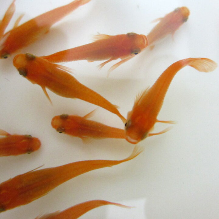 楽天市場 メダカ 楊貴妃めだか 楊貴妃メダカ 10尾 サイズ ｍ ｌ めだか本家 メダカ販売