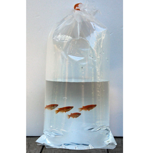 発送用袋 丸底 中 100枚セット（品番：Ｒ-18）   熱帯魚 メダカ 輸送用 ビニール袋