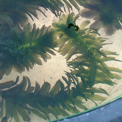 めだかのお供に最適 水草 アナカリス 5本セット メダカ 日本 水槽 訳あり品送料無料 金魚藻 鉢