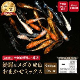 ≪餌のおまけ付き≫ 丸玄 メダカ 成魚 10匹 +α おまかせ 生体 ミックス 改良 めだか 生体 送料無料 【プロの育成書付！安心の死着保証！養魚場直送】 めだか専門店丸玄 【必ず6種類以上入っている】